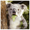 funny-cardsu-studiosurprised-koala-985381.png