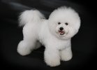 800px-Bichon_Frisé_-_studdogbichon.jpg