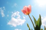 tulip-flower-sky.jpg