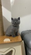 blue-british-shorthair.jpeg