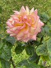 IMG_2873.jpeg