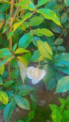 IMG_6185.jpeg