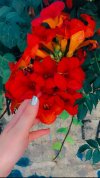 IMG_7055.jpeg
