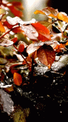 Tumblr_l_21488750322668.gif