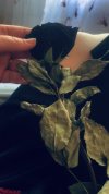 IMG_7085.jpeg