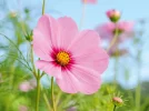 1000040605.webp