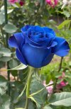IMG_6765.jpeg