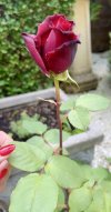 IMG_6423.jpeg
